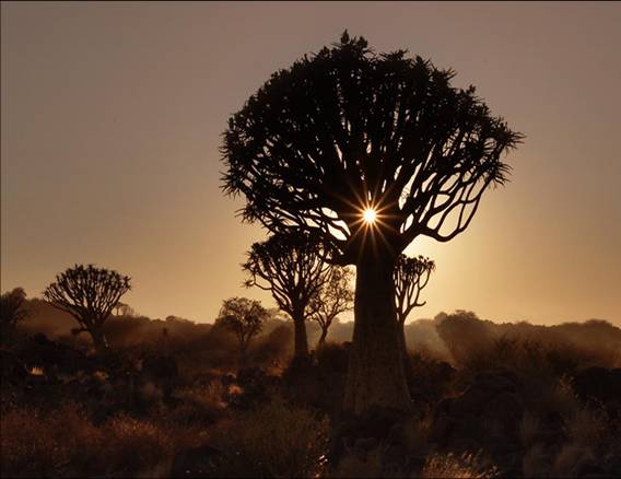 Africa Nature Animals (1)
